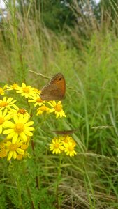 Netherlands insect