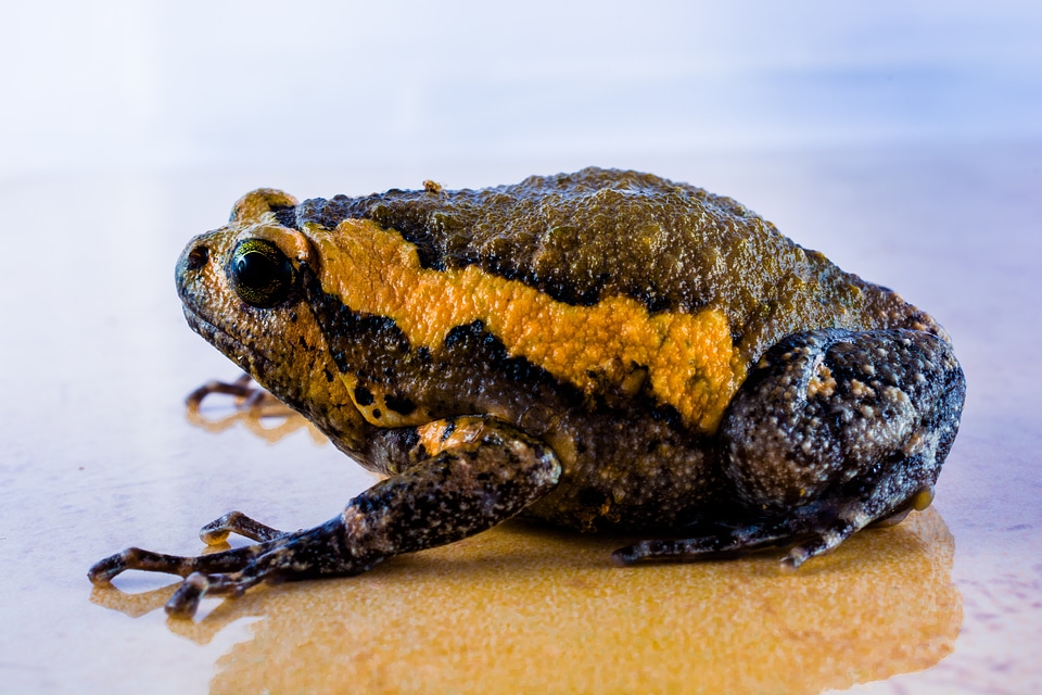 Anuran frog amphibians