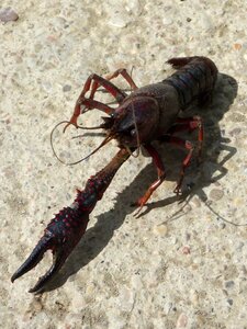 Crustacean montsant plague photo