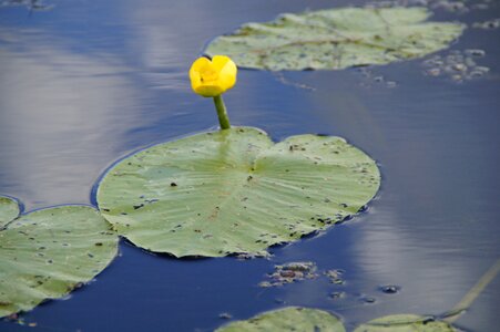 Lily bud pond water photo