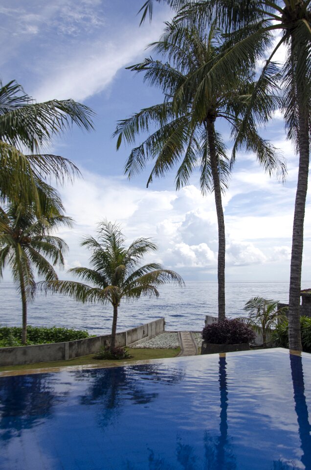 Resort palm trees bali photo