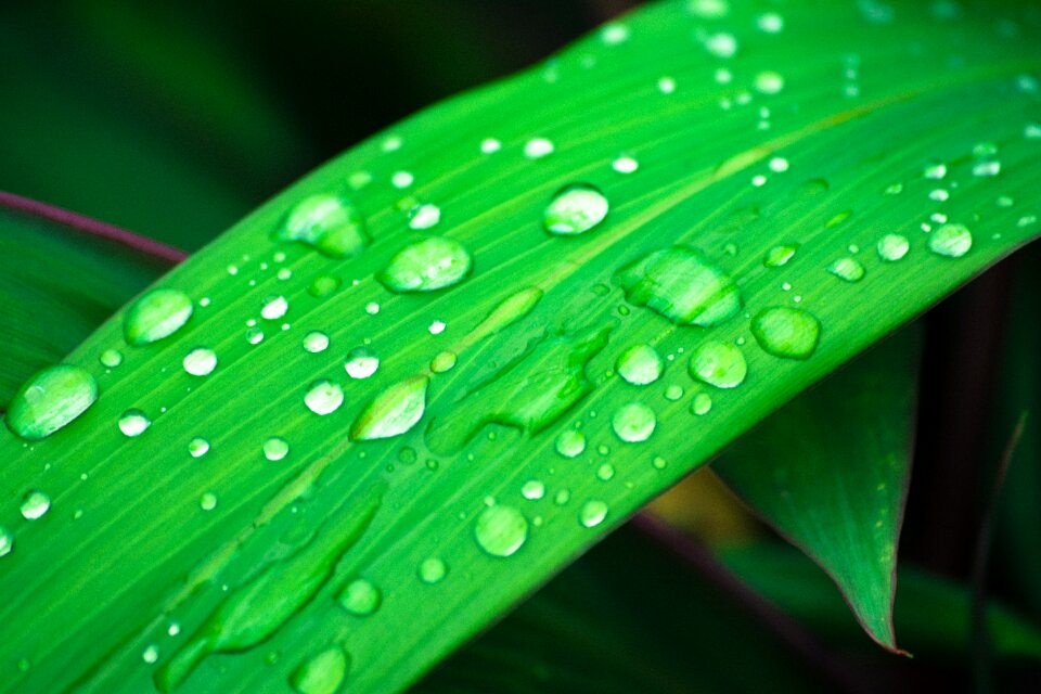 Droplets on leaf green leaf