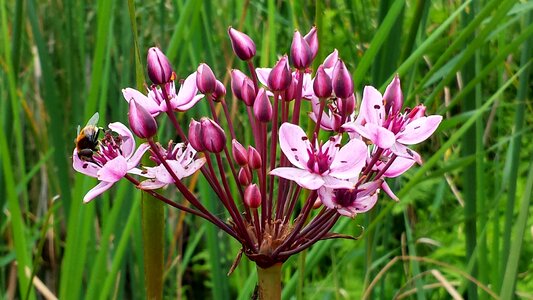 Purple purple flower reed