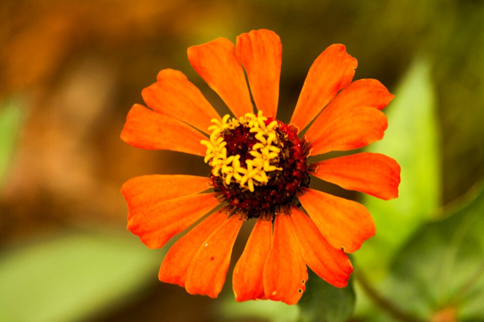 Flower bright flower golden daisy