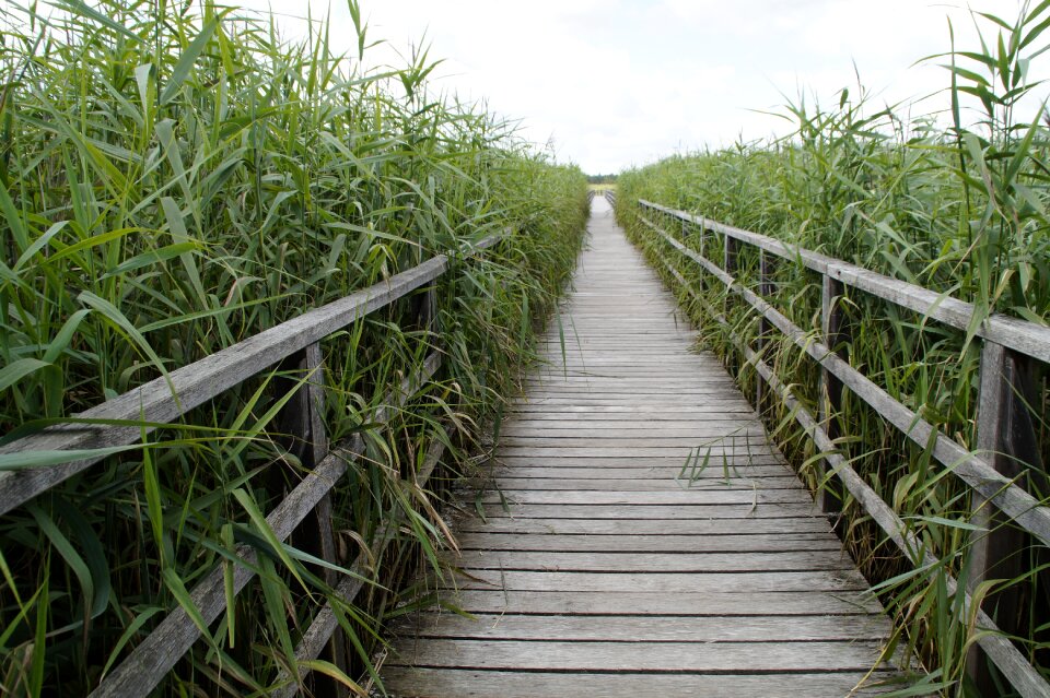 Nature wetland summer