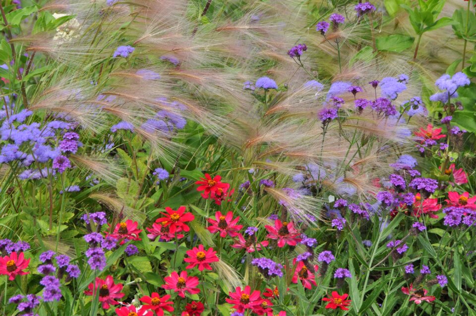 Bloom nature garden