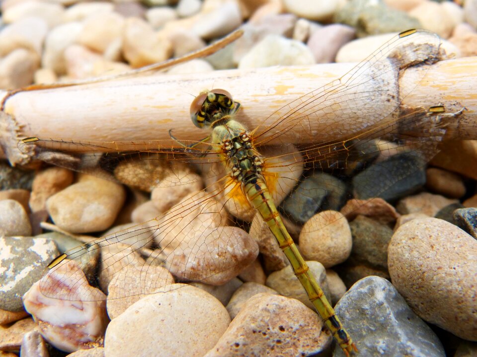 Libellulidae libelulido odonata