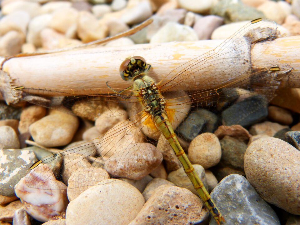 Libellulidae libelulido odonata photo