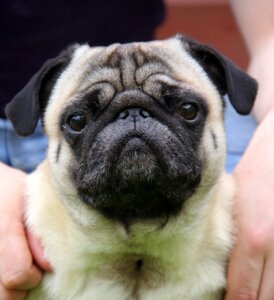 Breed pet tracheostomy