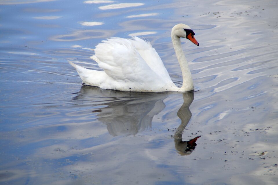 Animals white waters
