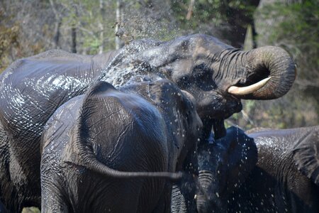 Drinking water washing gray elephant