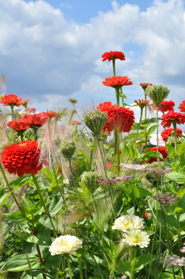 Nature summer color