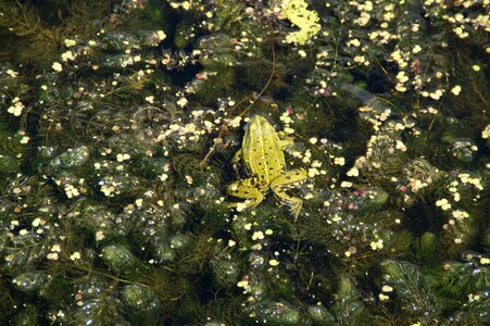 Aquatic plants disguised water frog photo