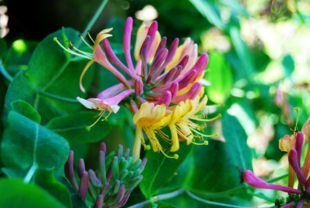Nature b blossom