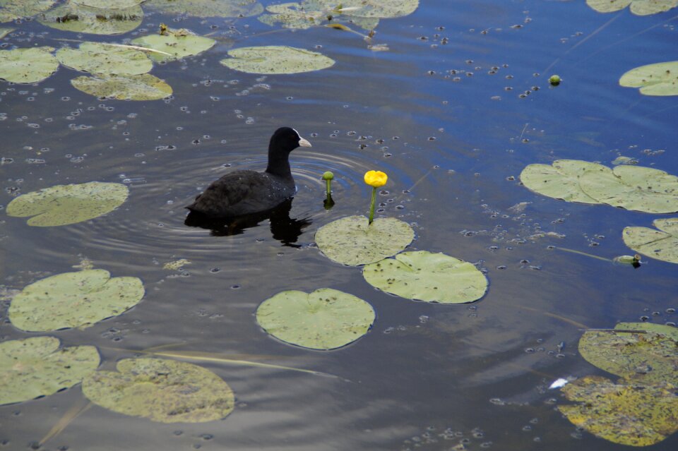 Bird animal water photo