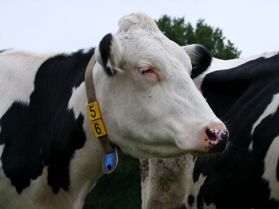 Cattle agriculture dairy cattle