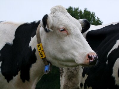 Cattle agriculture dairy cattle