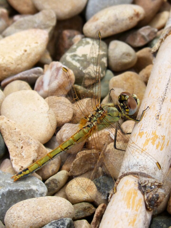 Libellulidae libelulido odonata photo