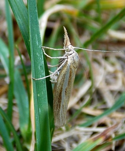 White grass borer flying animals fauna