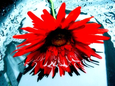 Red flower water drops photo