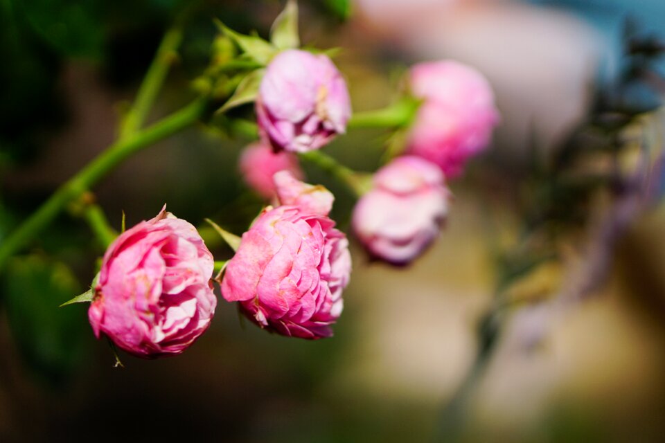 Blossom bloom rose bloom