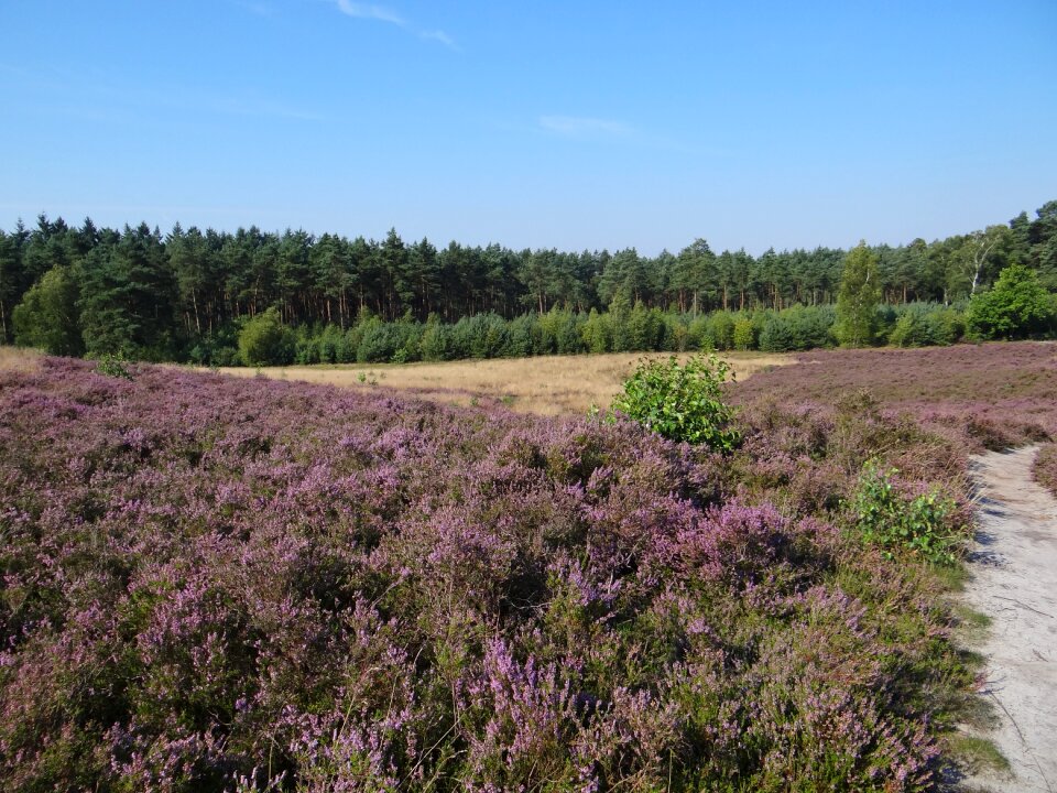 Landscape herb field