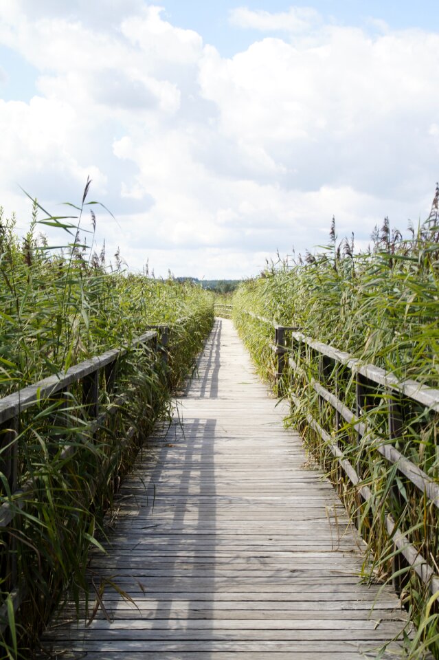 Nature moorland wetland photo