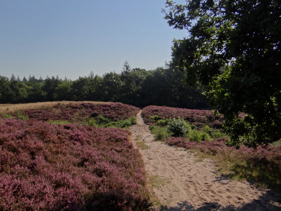Landscape herb area