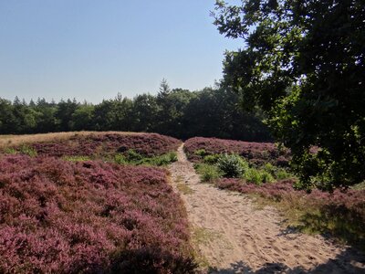 Landscape herb area