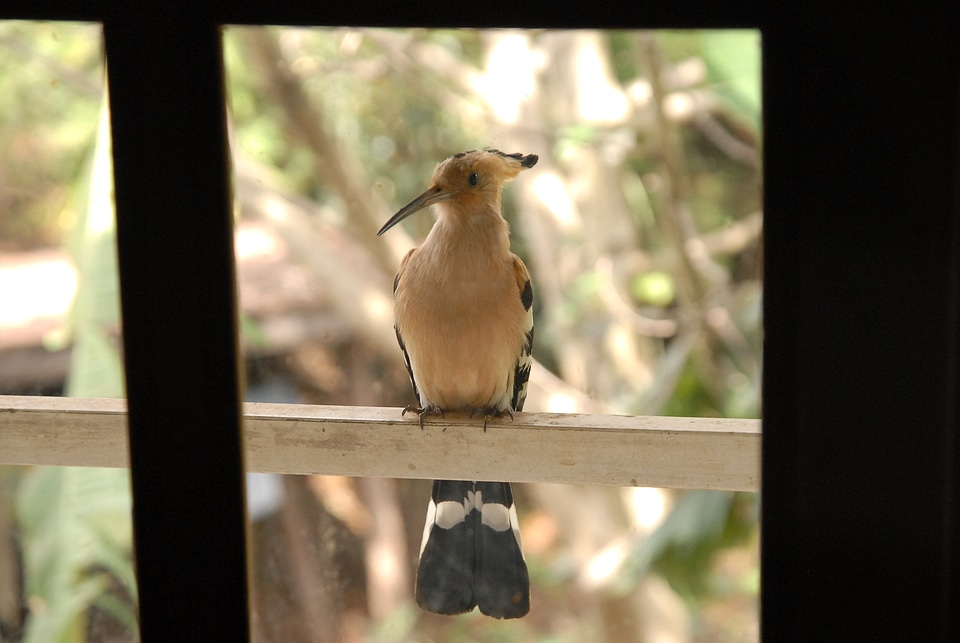 Endemic africa animal