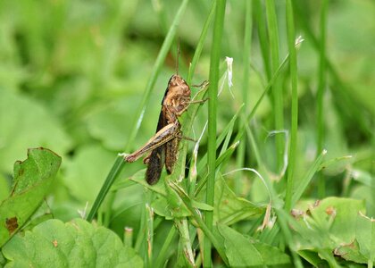 Green nature macro photo