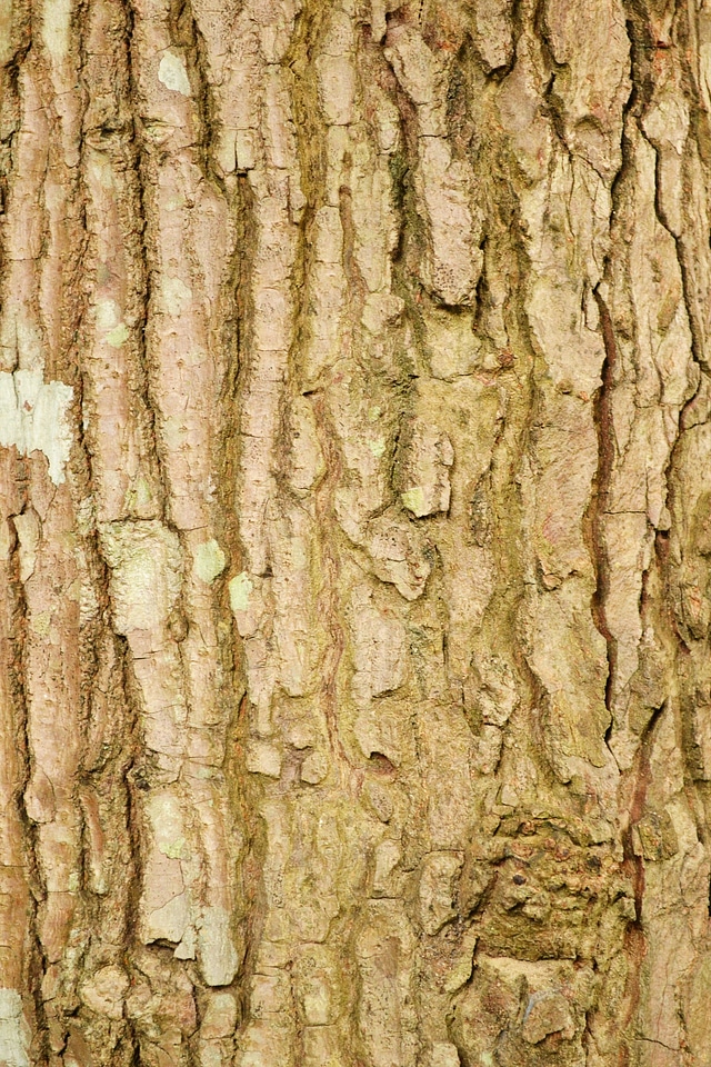 Tree organic agriculture