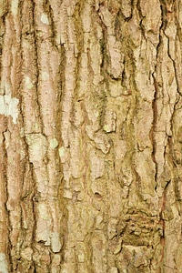 Tree organic agriculture
