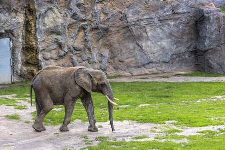 Pachyderm animal zoo