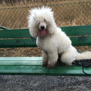 Dirty outdoor bench