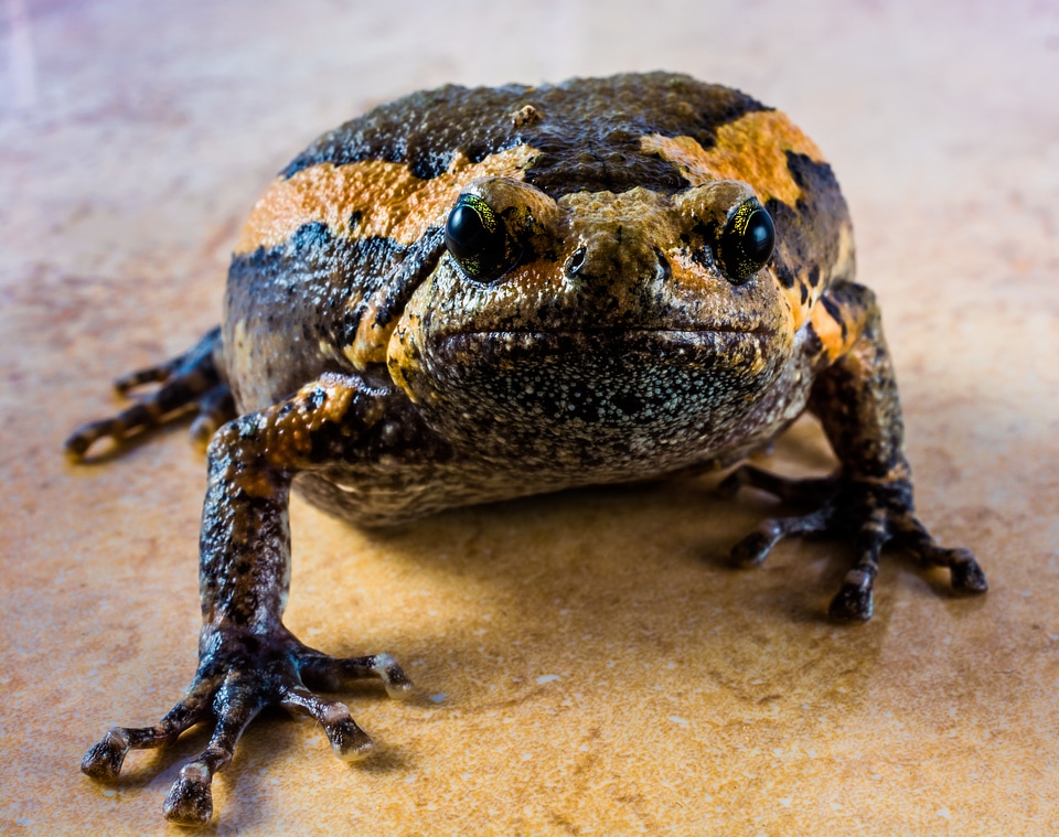 Anuran frog amphibians
