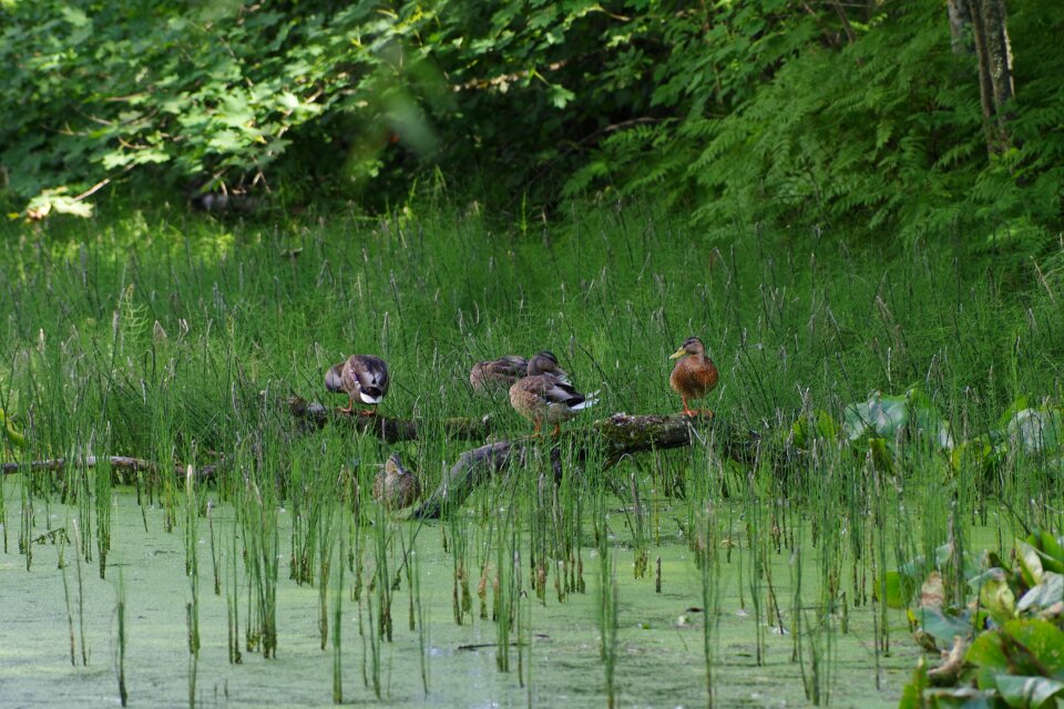 Estonia summer nature