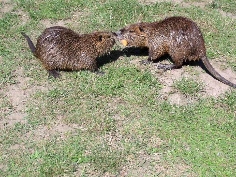 Nutria food rodents