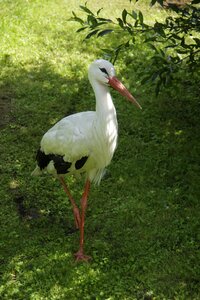 Tallinn zoo estonia photo