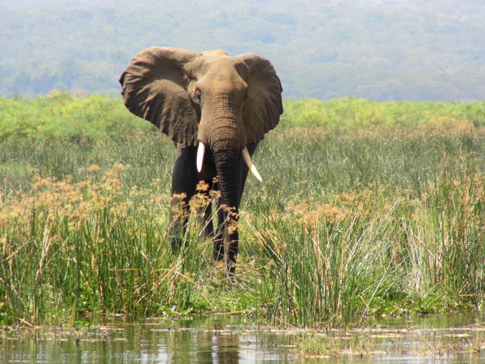 Murchison falls uganda