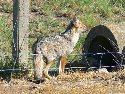 Fox animal fauna