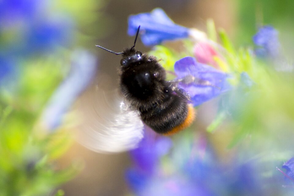 Nature wings garden