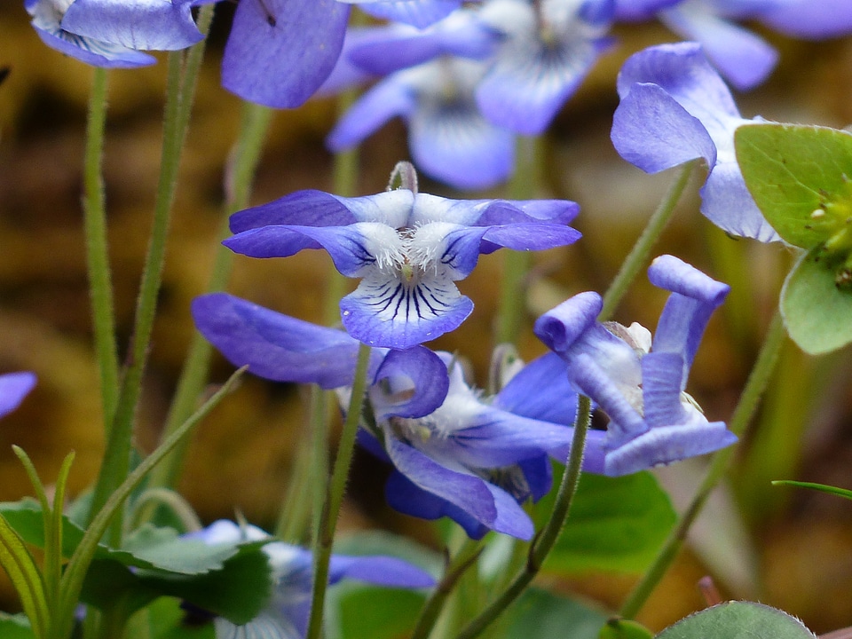 Blue scented violets viola odorata