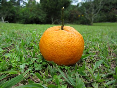 Green fruit acid