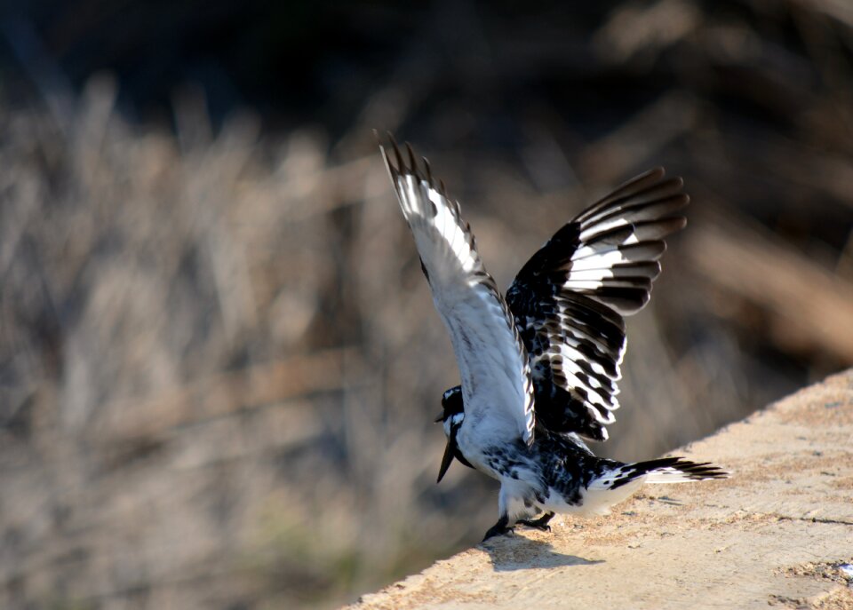 Taking off black and white feather