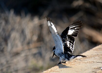 Taking off black and white feather