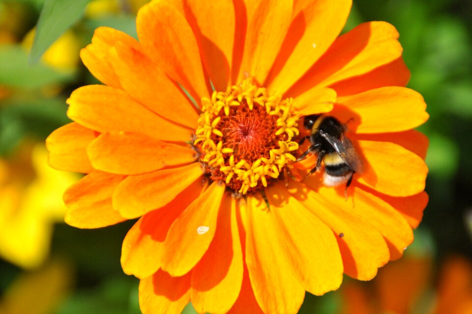 Insect flower late summer