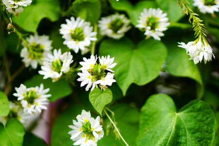 Small close up plant