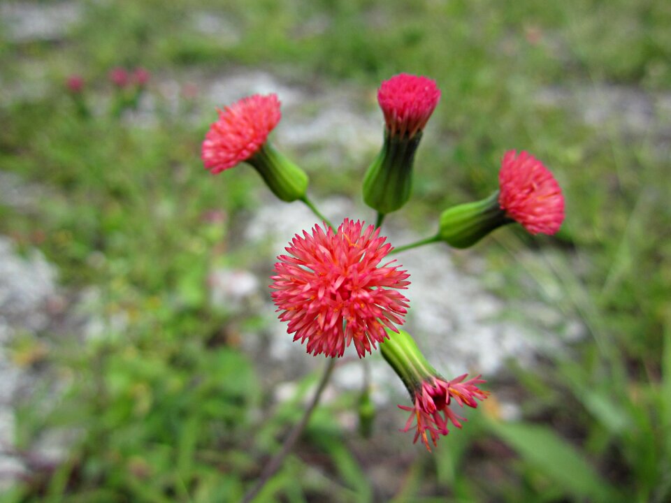 Flowers small flower flower garden