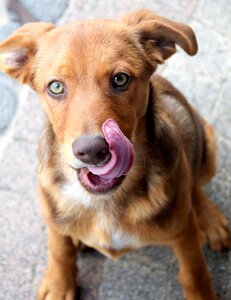 Puppy snout language photo